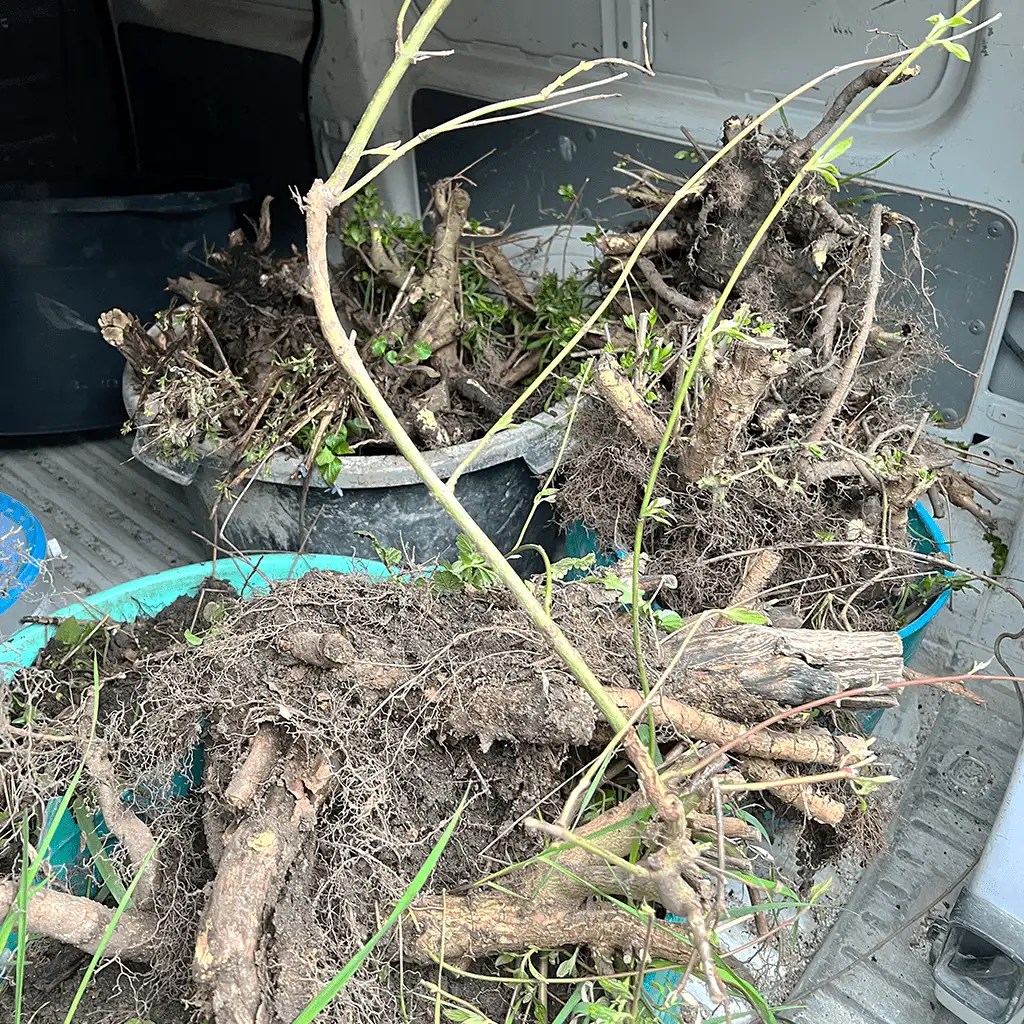 Gartenabfall von der Vorgartenpflege in Marktredwitz